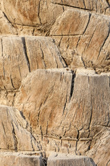 Closeup view on the trunk of the date palm tree. Texture.