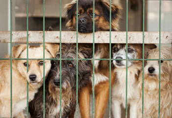 Perros en perrera