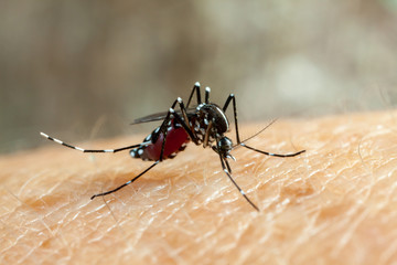 Dengue, zika and chikungunya fever mosquito (aedes aegypti) bitting human skin - drinking blood - obrazy, fototapety, plakaty