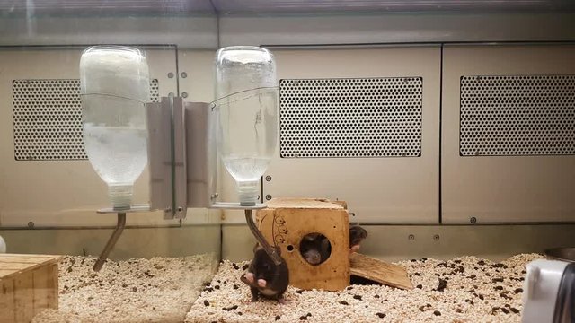 black mouse drinks in cage