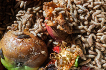 Larvae Hermetia illucens, the black soldier fly