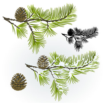 Pine tree and pine cones branch autumnal and winter snowy and silhouette natural background vector illustration editable hand draw