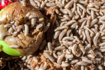 Larvae Hermetia illucens, the black soldier fly
