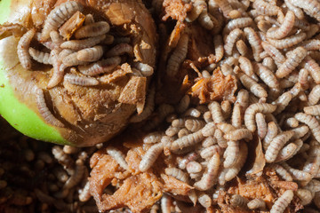 Larvae Hermetia illucens, the black soldier fly