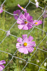 Flower Cosmos bipinnatus on metal fence net