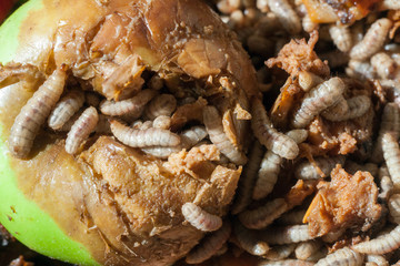 Larvae Hermetia illucens, the black soldier fly