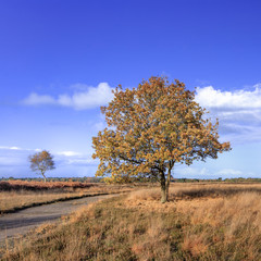 Fototapeta premium Beautiful tree in an orange colored heath land on a sunny Autumn day, Riel, The Netherlands