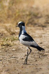 Blacksmith Plover