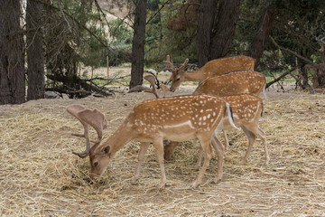 Naklejka na ściany i meble Group Of Four Fallow Deer Dama Dama grazing in the forest