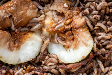 Larvae Hermetia illucens, the black soldier fly