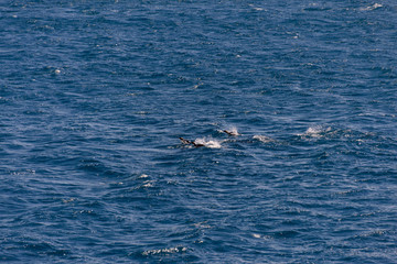 Fototapeta premium South Georgia landscape