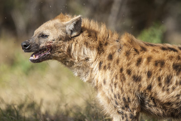 Hyena South Africa