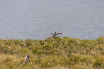 Albatros chick in the nest