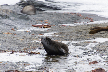 Seal on the beach