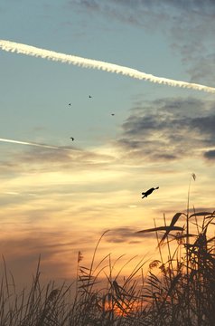 sunset clouds with birds silhouettes