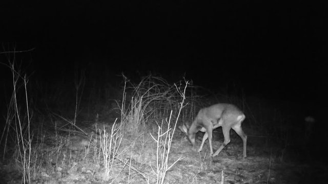 Roe deer (Capreolus capreolus)