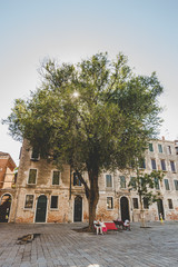 Beautiful large tree in the middle of the square in Italy in Venice. Shop with an elderly cute couples resting