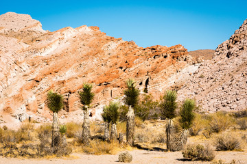 Joshua trees in the landscape at Red Rock Canyon State Park.