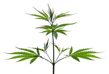 Wild marijuana plant isolated on the white background. Selective focus.