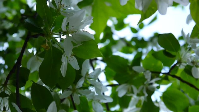Blossoming of white apple chinese tree. Great nature spring scene with blooming branches. Video HD footage 1920x1080 shooting of static camera.