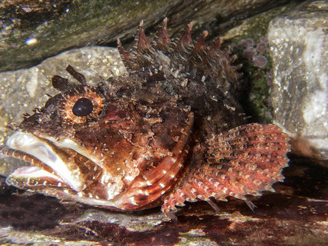 Black sea marine ruff or scorpion-fish  (Scorpaena porcus). Underwater close-up view