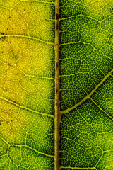 Macro leaf texture close up