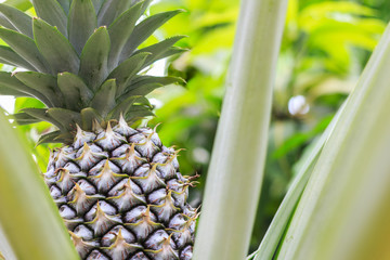 Green Pineapple in the garden Close-up photography Highly detailed.