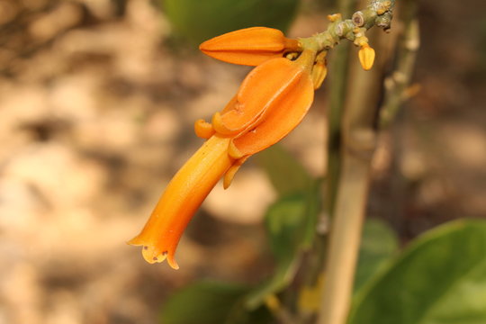 Orange "Gold Finger Plant" flower in Crete Island, Greece. Its Latin name is Juanulloa Mexicana (Syn Juanulloa Aurantica) is native from Mexico to Colombia.