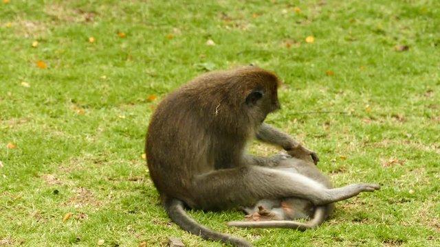 Two Macaque monkeys playing on grass at Monkeyforest in Ubud