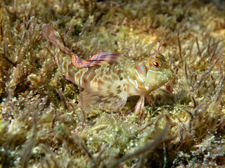 Zvonimir's blenny fish (Parablennius zvonimiri) at Black sea. Close up view