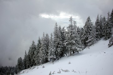 Pine trees forest during wintertime