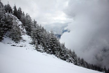 Snowy forest in the mountains surrounded by clouds
