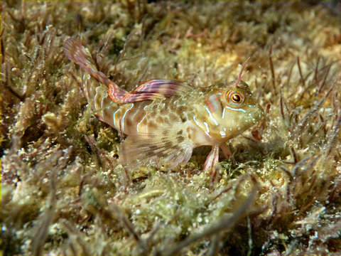 Zvonimir's blenny fish (Parablennius zvonimiri) at Black sea. Close up view