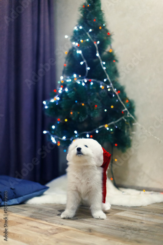 puppy of samoyed husky dog christmas and new year decorations little dog near the - Husky Christmas Decoration puppy of samoyed husky dog christmas and new year decorations little dog near the - Husky Christmas Decoration