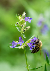 Closeup of Hyssop flowers (Hyssopus officinalis) and honey bee I
