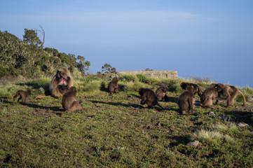 Group of Gelada Monkeys in the Simien Mountains, Ethiopia