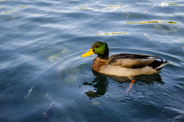 Wild duck swimming on pond.The Mallard or Wild Duck (Anas platyrhynchos) is a dabbling colored duck which breeds throughout the temperate and subtropical Americas, Europe, Asia, and North Africa, and 