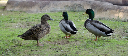 Wild duck swimming on pond.The Mallard or Wild Duck (Anas platyrhynchos) is a dabbling colored duck which breeds throughout the temperate and subtropical Americas, Europe, Asia, and North Africa, and 
