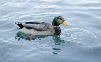 Wild duck swimming on pond.The Mallard or Wild Duck (Anas platyrhynchos) is a dabbling colored duck which breeds throughout the temperate and subtropical Americas, Europe, Asia, and North Africa, and 