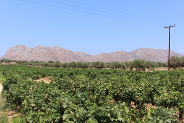 Fototapeta na wymiar Local grape vineyard near Stavros Beach in Akrotiri peninsula, Crete Island, Greece.