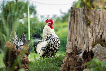 Rooster and Chicken on the Meadow