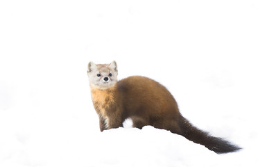 Pine marten (Martes americana) isolated on a white background in the snow in Algonquin Park, Canada