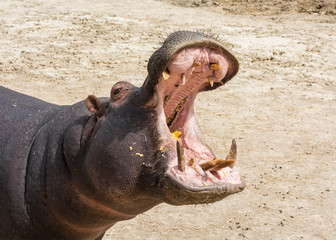 Hippo opening jaws. Head closeup in wildlife.