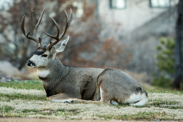 lounging mule deer