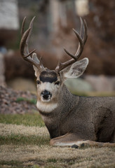 muleteer buck headshot