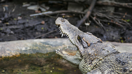 Crocodiles large aquatic reptiles that live throughout the tropics in  Farm ,Thailand