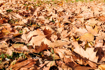 Brown autumn leaves on the ground