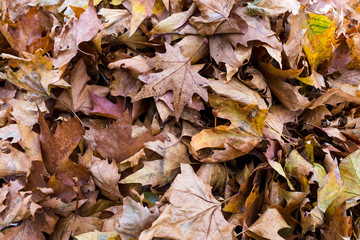 Brown autumn leaves
