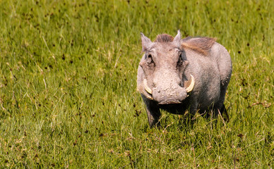 Warthog in Serengeti / Warzenschwein in der Serengeti