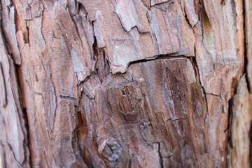 Tree bark
